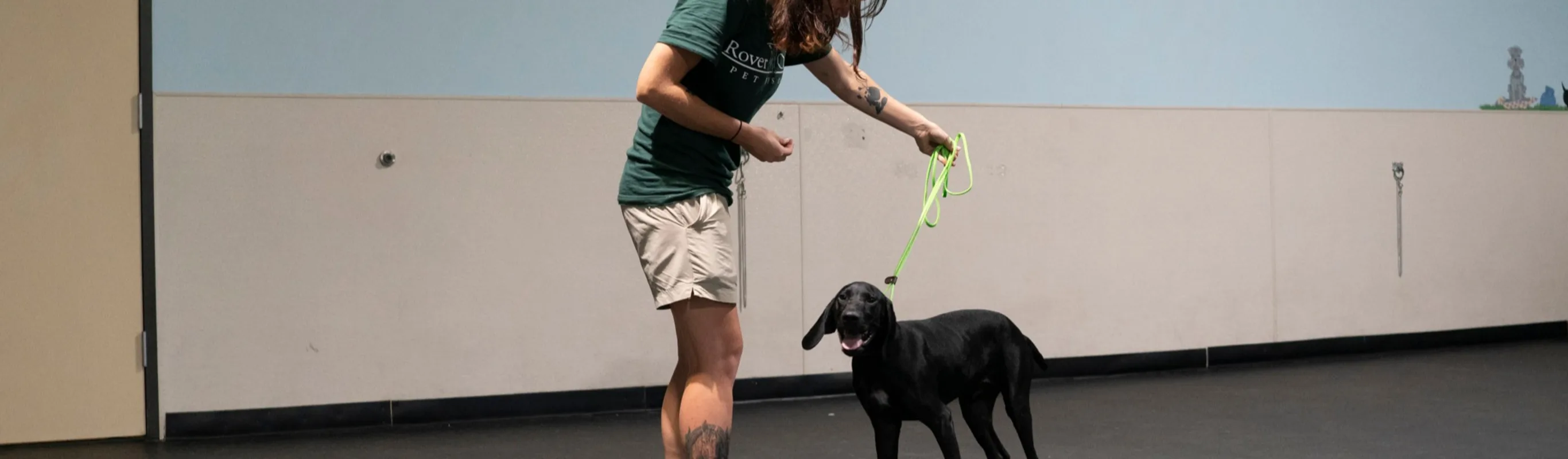 Staff training dog at Rover Oaks Pet Resort